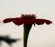 2022 09 12 LongFellowGardens 096